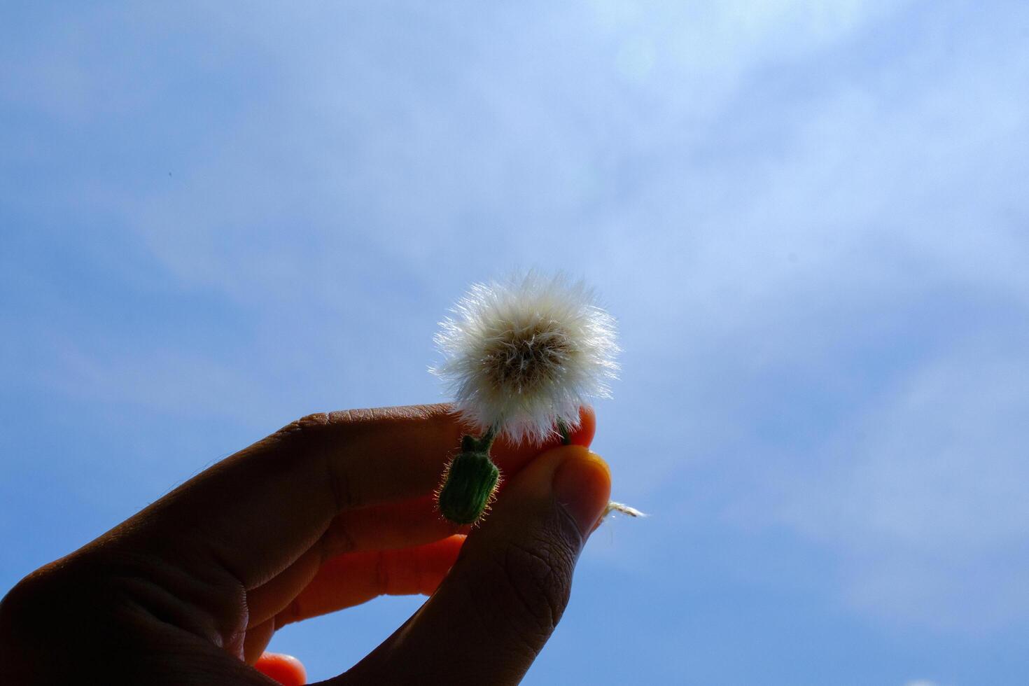 makro fotografi. växt närbild. Foto av skärande maskrosor blommor. stänga upp Foto av maskros blommor med himmel bakgrund. bandung - Indonesien, Asien