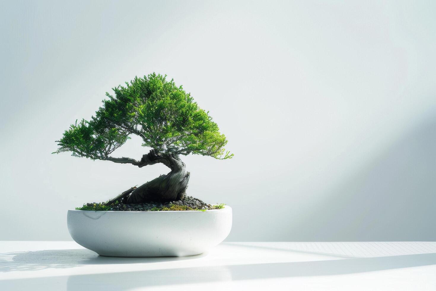 en bonsai träd planterade i en propert, minimalistisk pott. foto