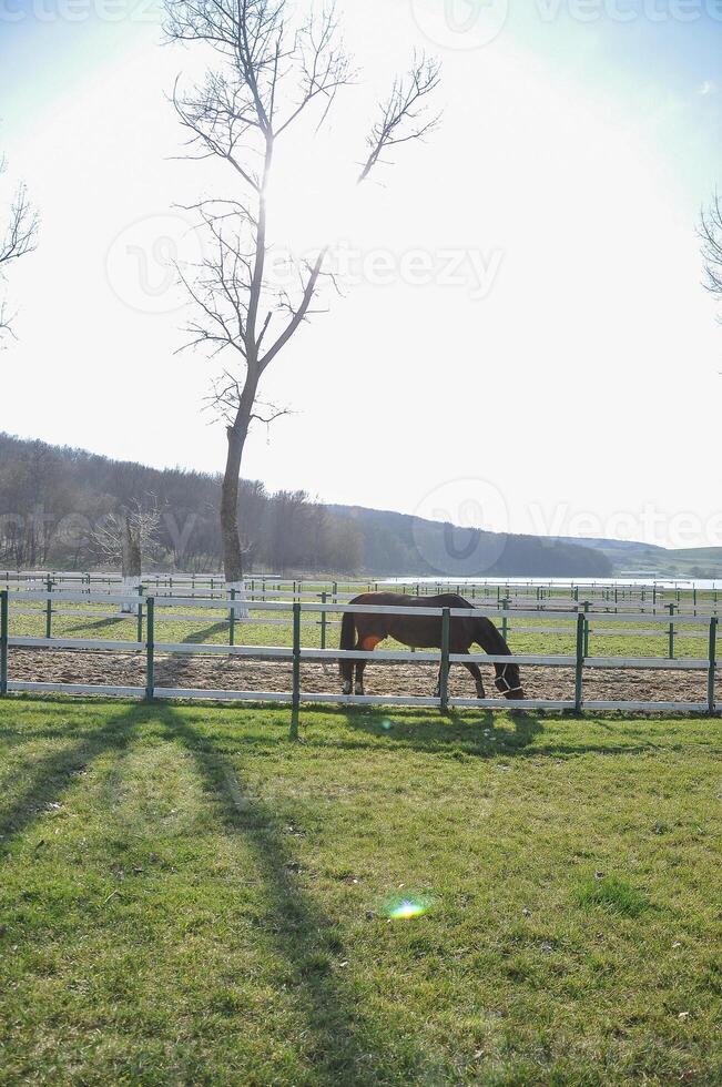 ryttare ranch stabil gård löpning hästar, häst äter gräs på sommar fält, renrasig hingst bete panorama- bakgrund foto