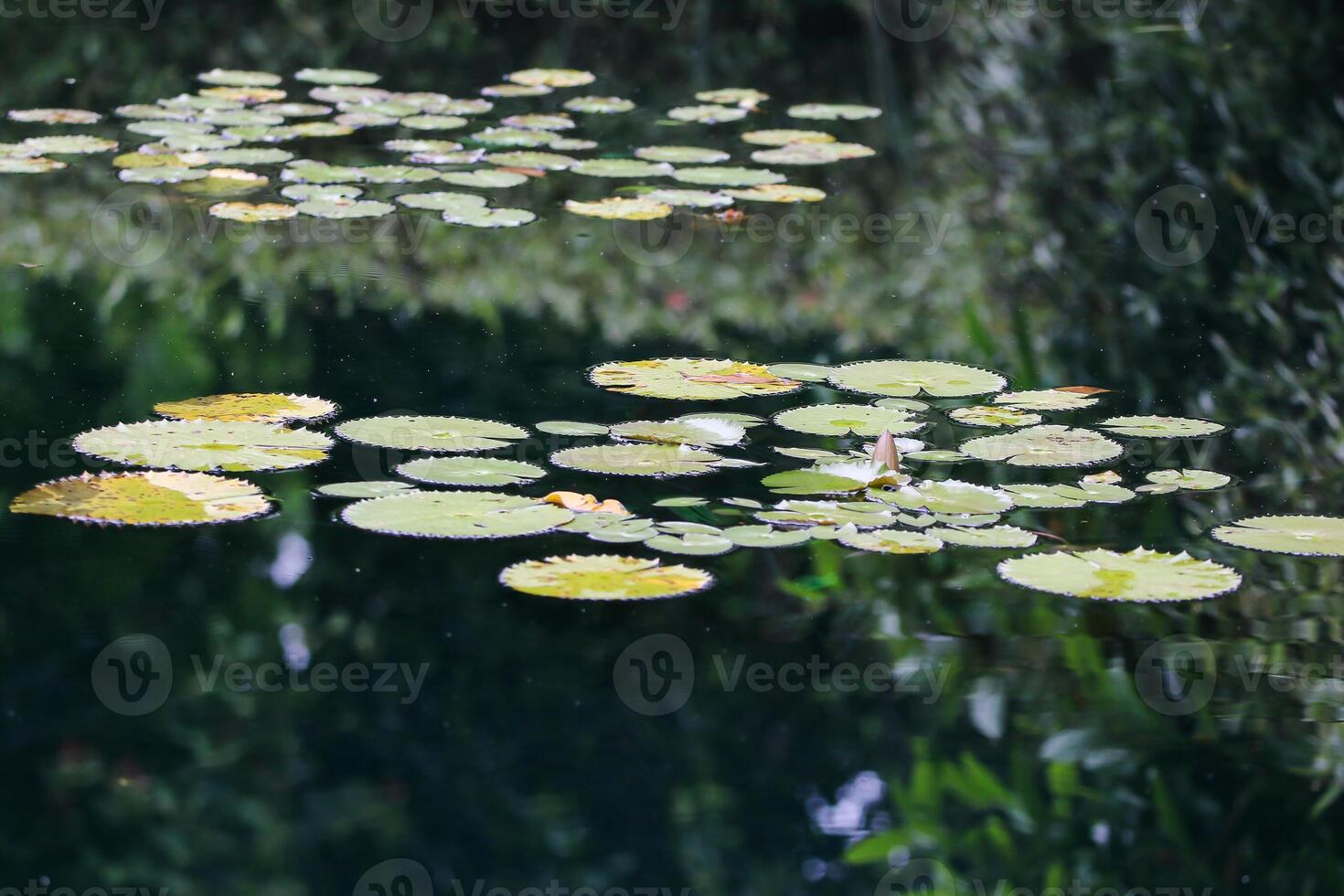 amazon regn skog vatten lilly. lotus löv floatomg på vatten foto