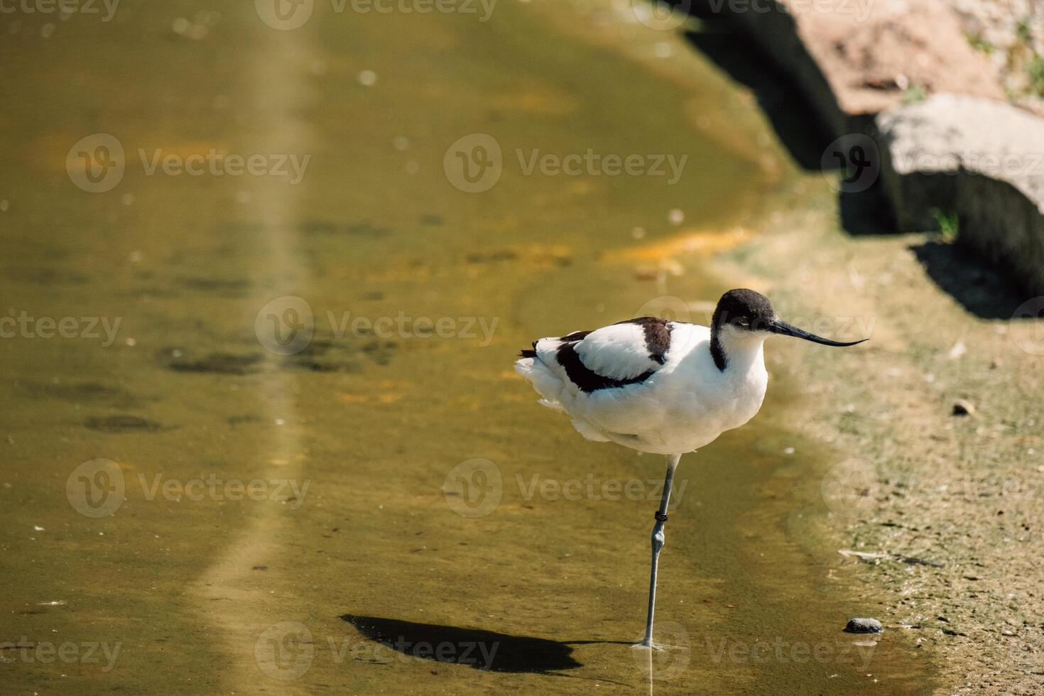 en svart och vit avocet står elegant på ett ben förbi de vatten, visa upp de delikat balans foto