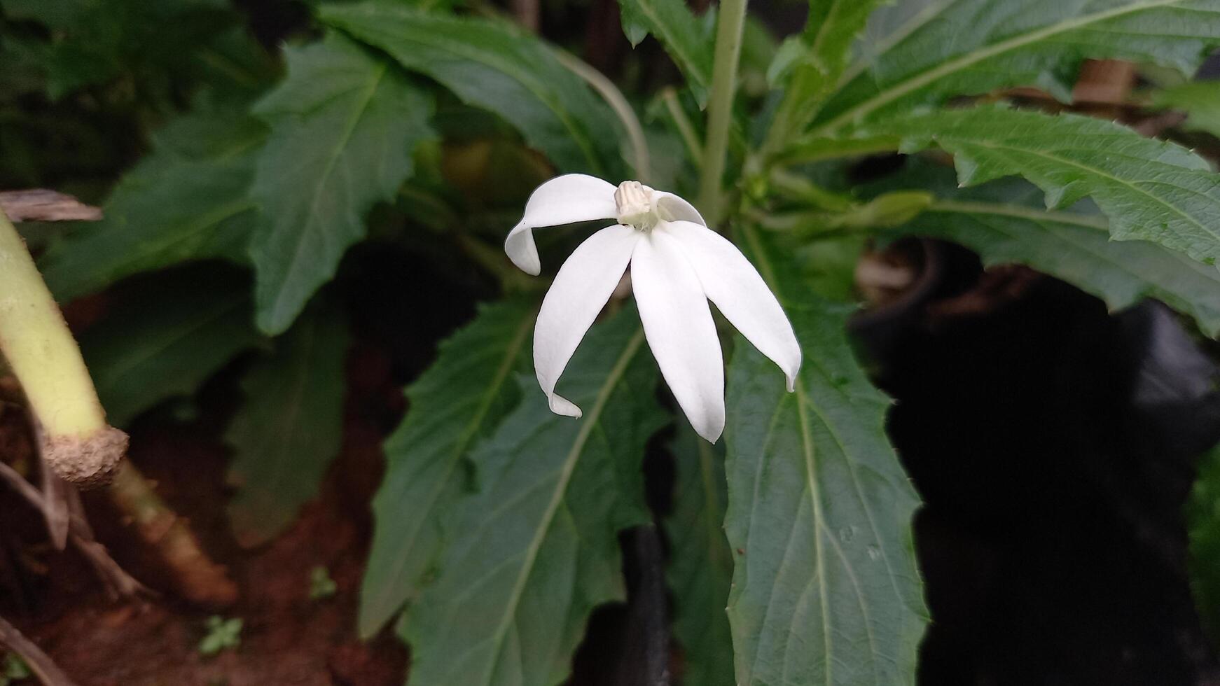 en vit blomma med lång kronblad växande på en växt foto