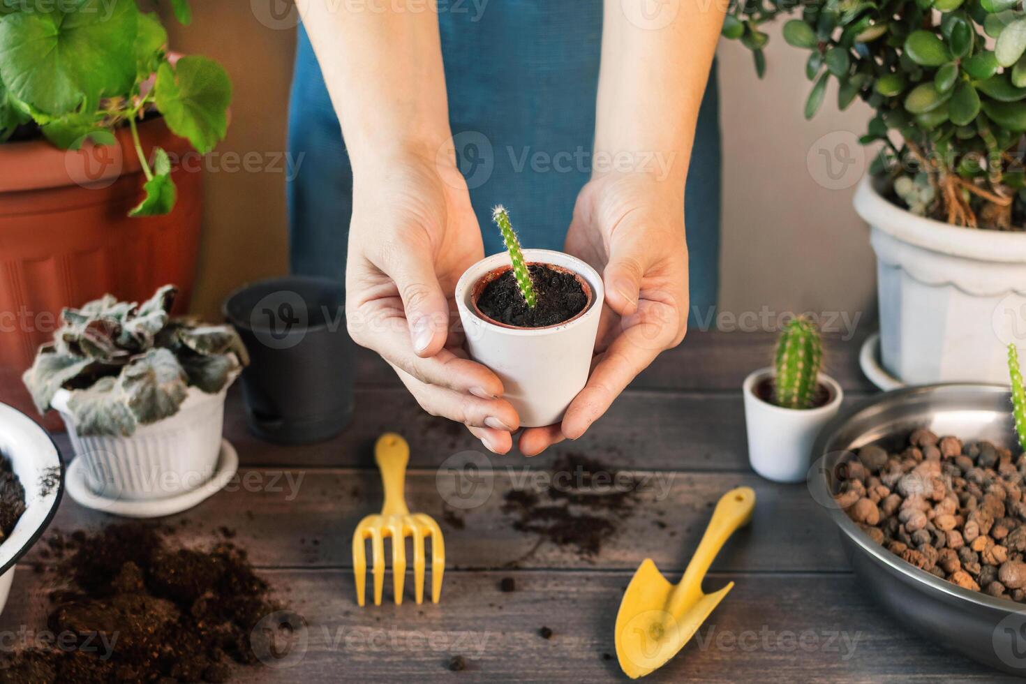 kvinna visar och innehar i händer en små pott med små kaktus. vår krukväxt vård, vakna upp inomhus- växter för vår. kvinna återplantering en små kaktus. kaktus i keramisk pott, jord, handskar foto
