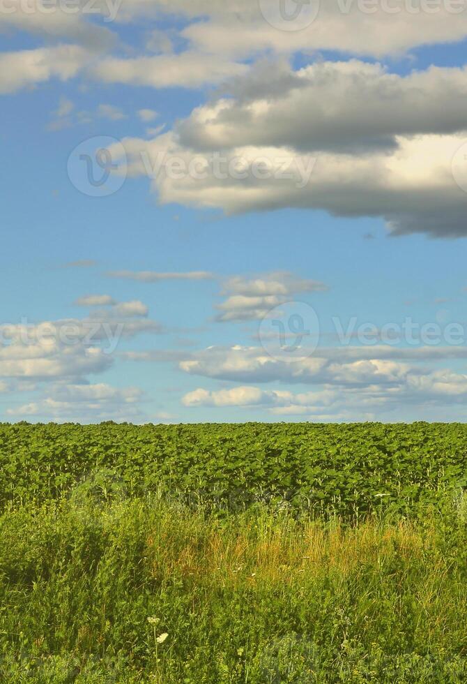 en lantlig landskap med en grön fält av sent solrosor under en molnig blå himmel foto