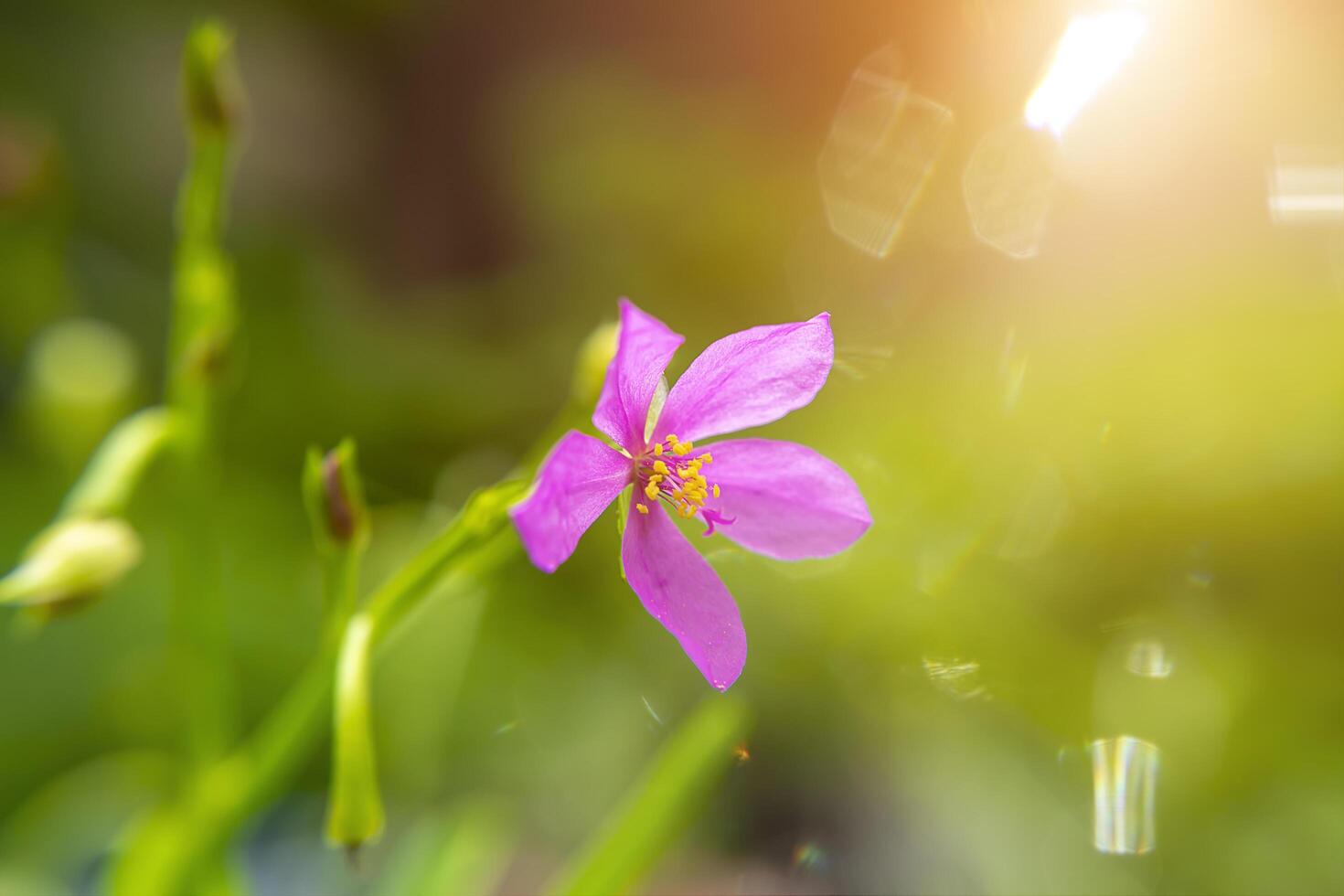 stänga upp av talinum paniculatum foto