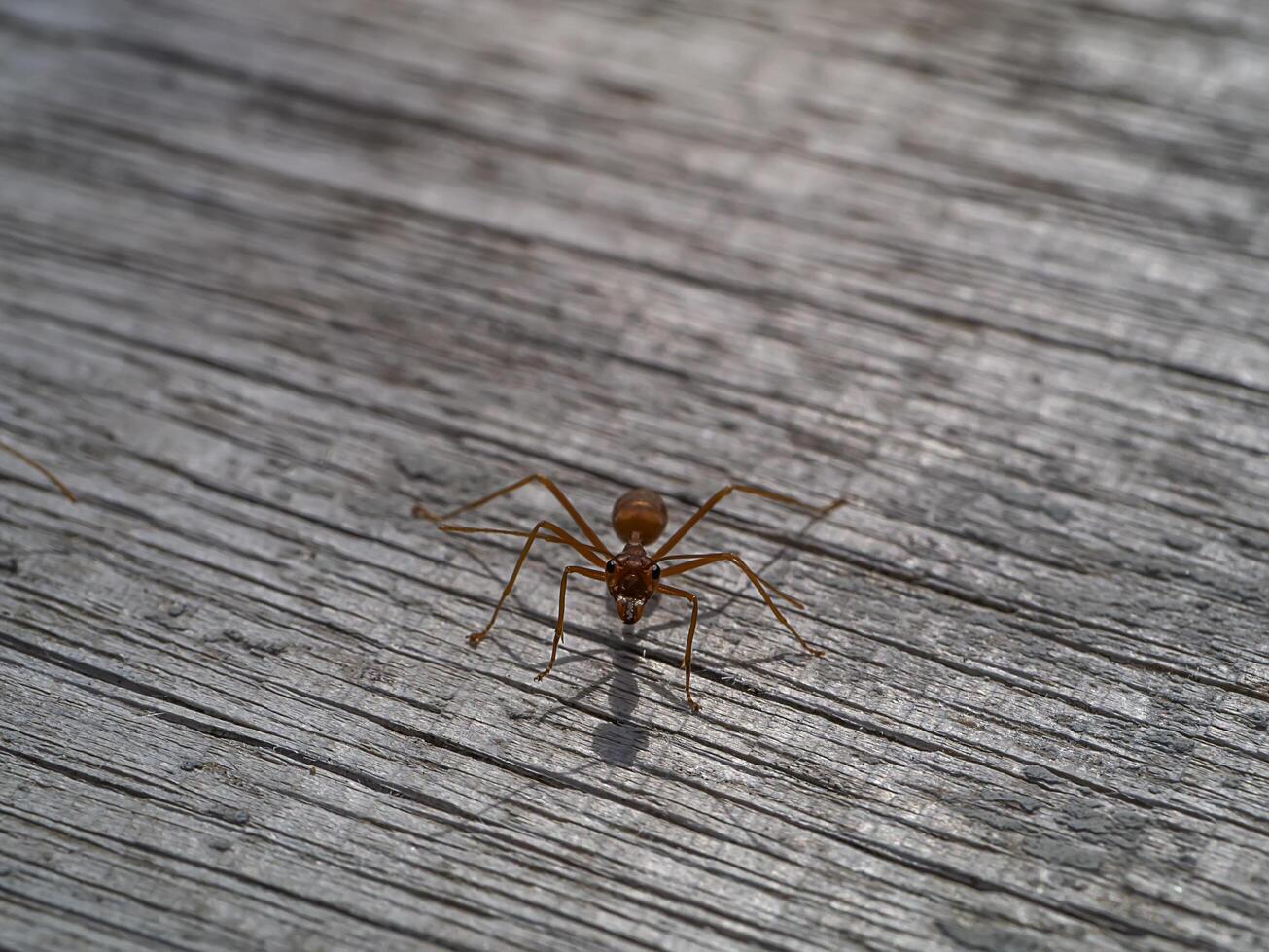 röd myra på gammal trä- med skugga. foto