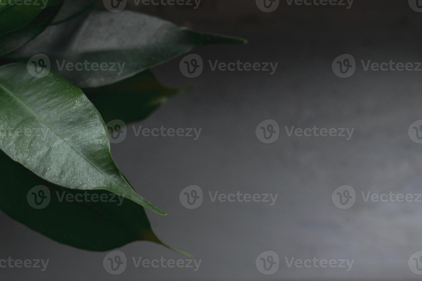 gröna blad på grå bakgrund foto