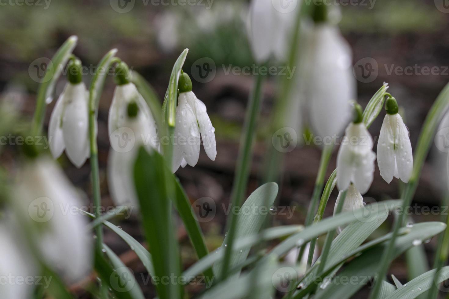 unga snödroppar med daggdroppar. vårens eleganta snödroppar i bokeh foto