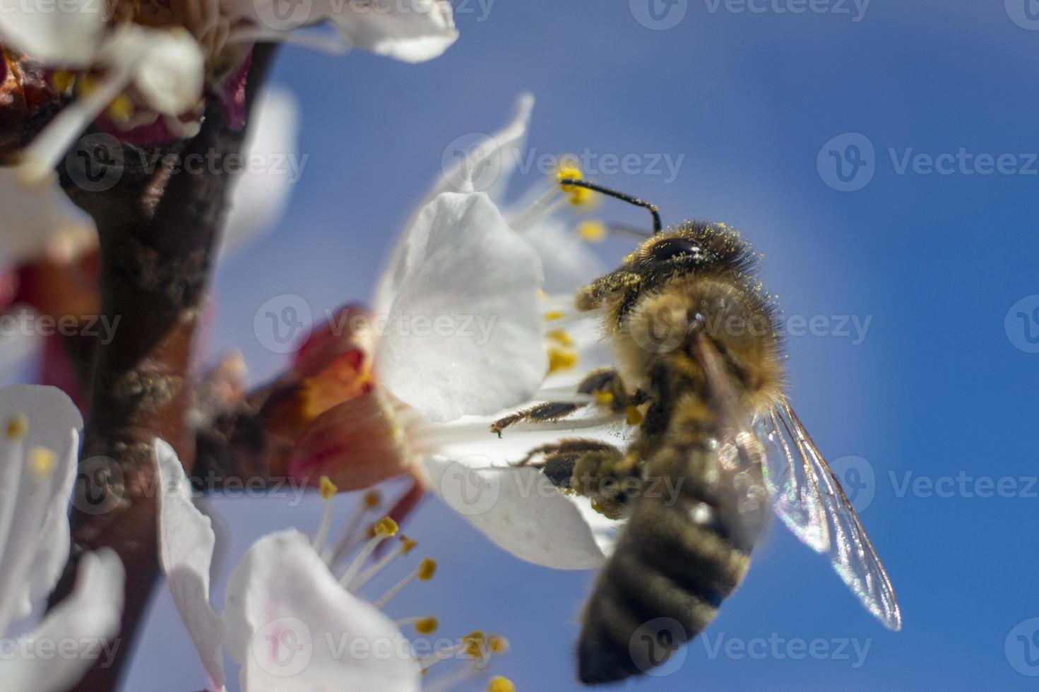 ett bi samlar nektar från en blommande aprikosblomma. närbild av ett bi. bi på en blomma mot en blå himmel. foto