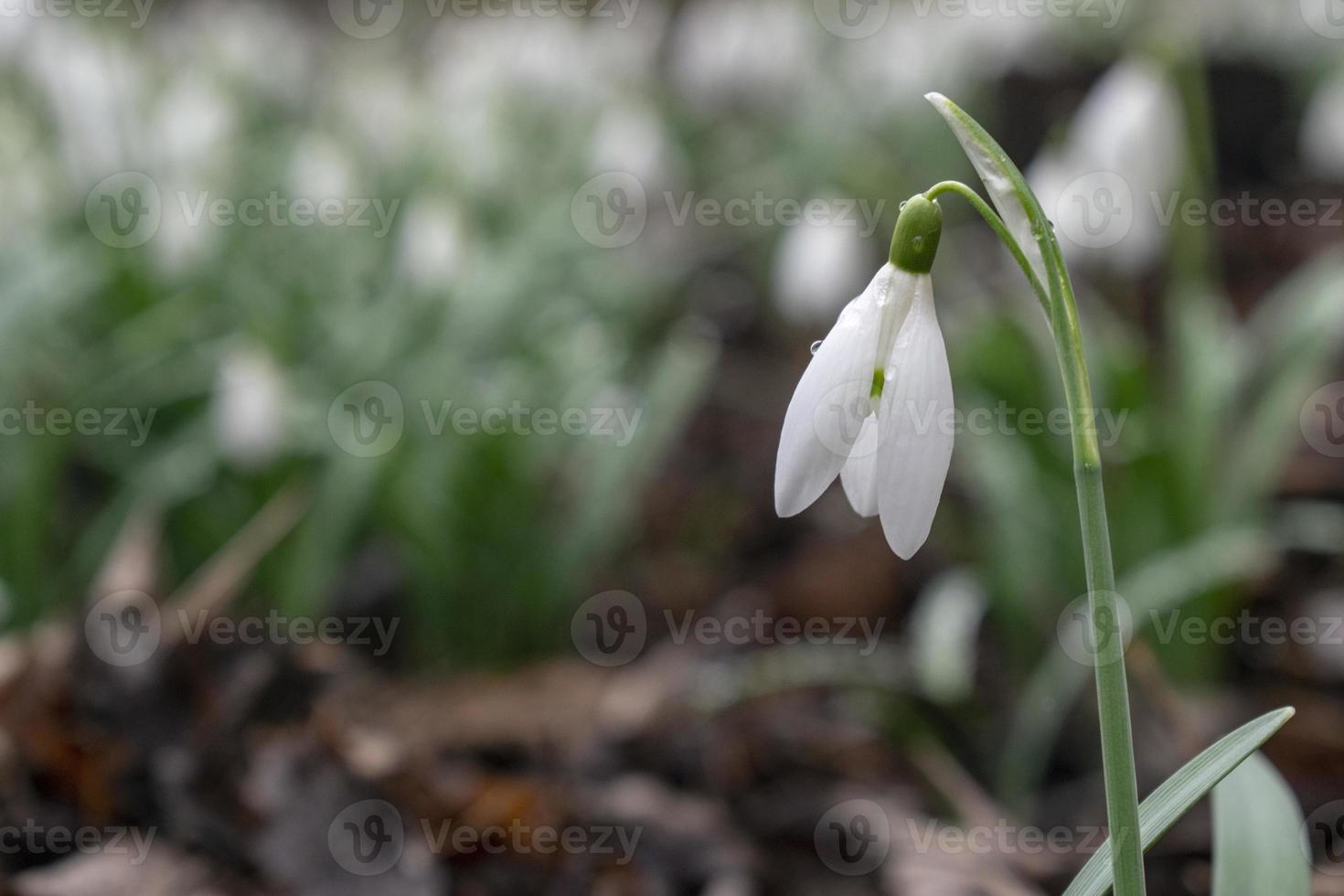 ung snödroppe med daggdroppar. vårens eleganta snödroppar i bokeh foto