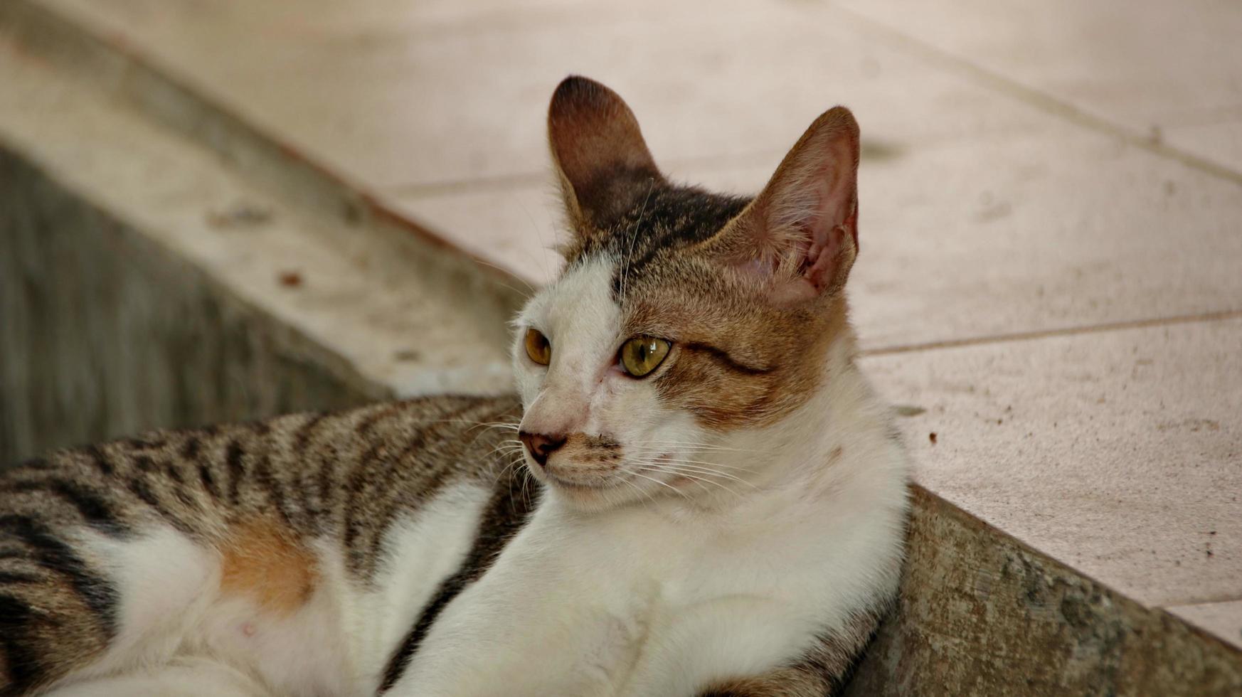 herrelösa katter som äter på gatan. en grupp hemlösa och hungriga gatukatter som äter mat som ges av frivilliga. mata en grupp vilda herrelösa katter, djurskydd och adoptionskoncept foto