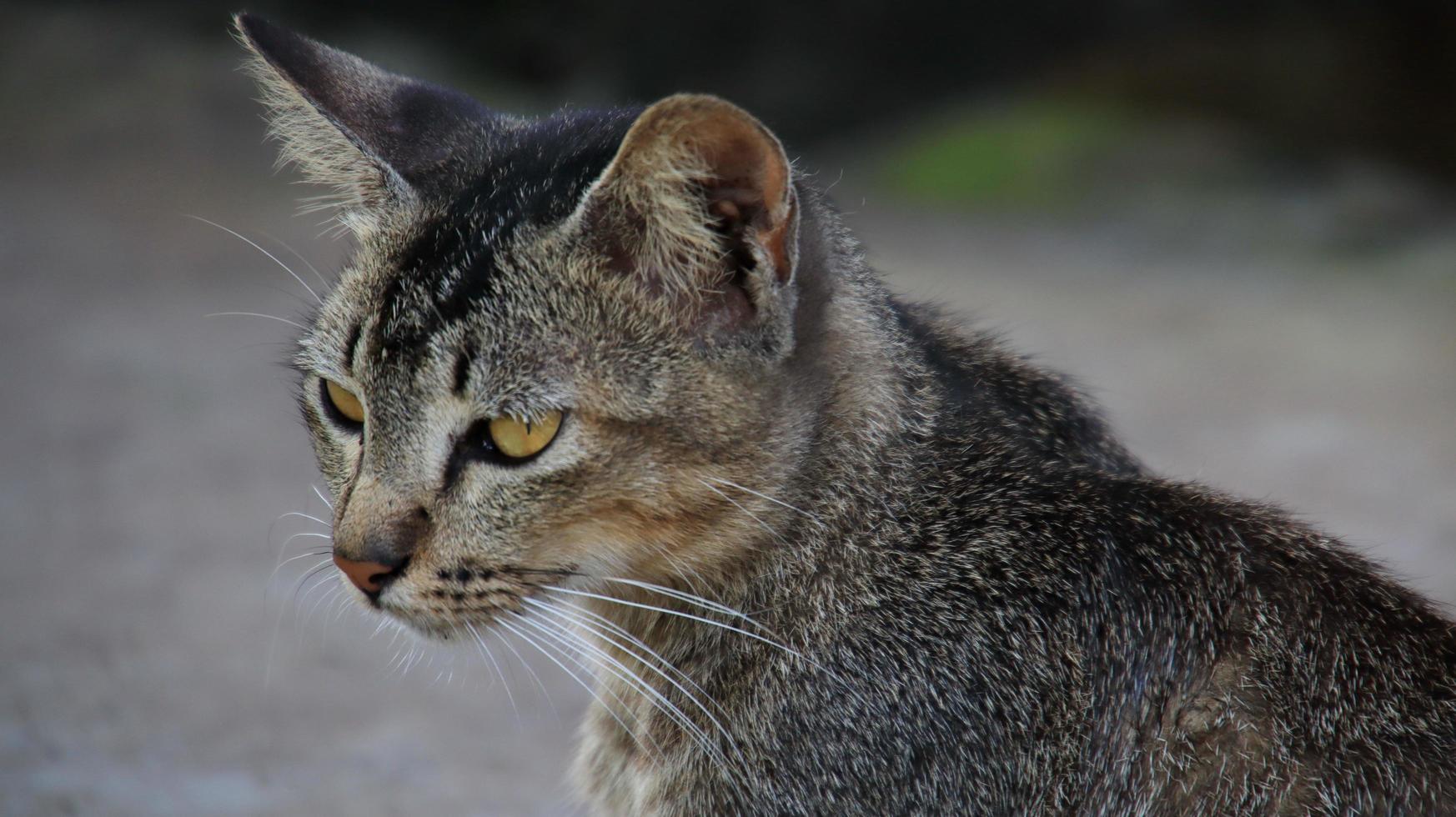 herrelösa katter som äter på gatan. en grupp hemlösa och hungriga gatukatter som äter mat som ges av frivilliga. mata en grupp vilda herrelösa katter, djurskydd och adoptionskoncept foto