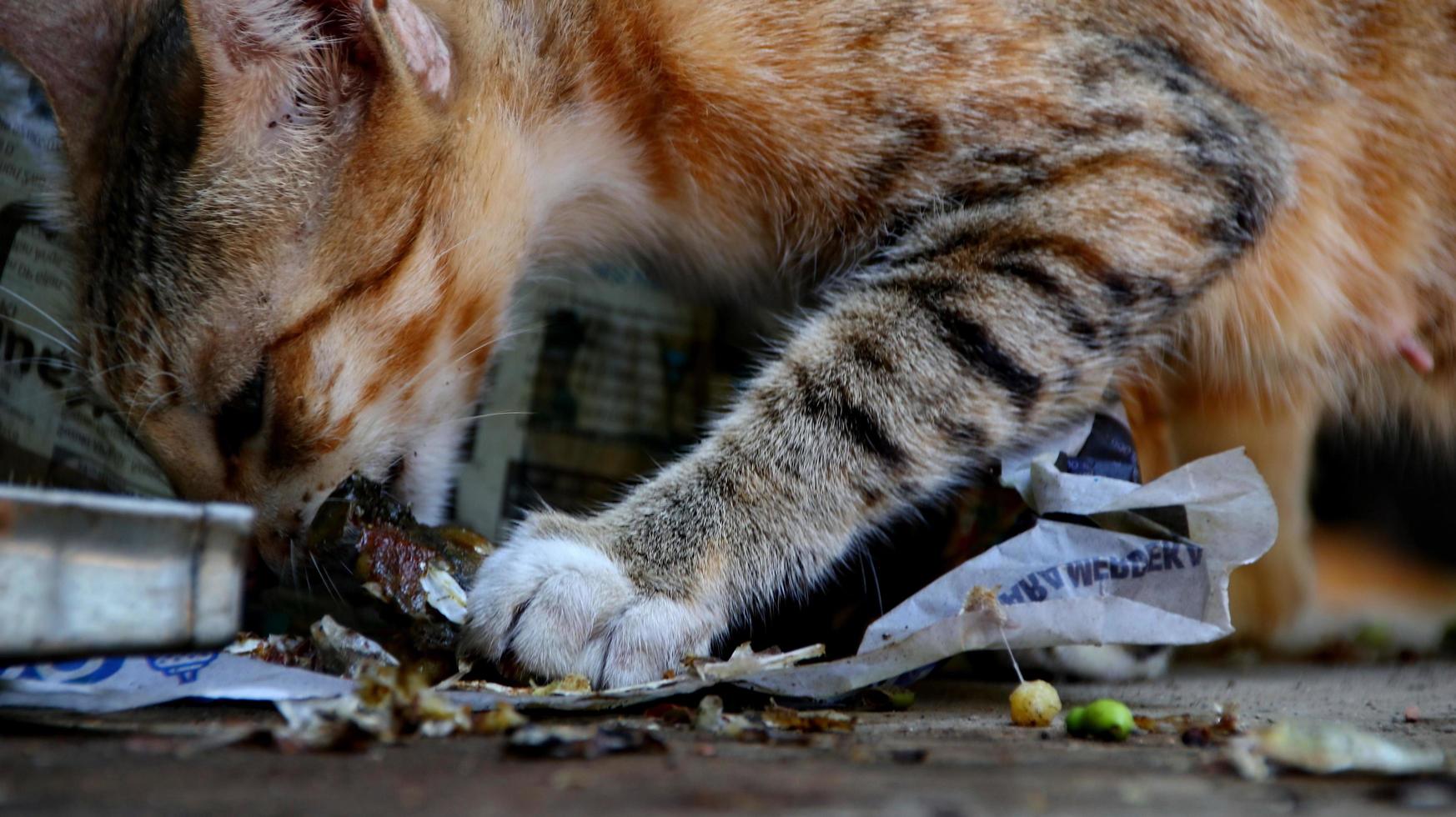 herrelösa katter som äter på gatan. en grupp hemlösa och hungriga gatukatter som äter mat som ges av frivilliga. mata en grupp vilda herrelösa katter, djurskydd och adoptionskoncept foto