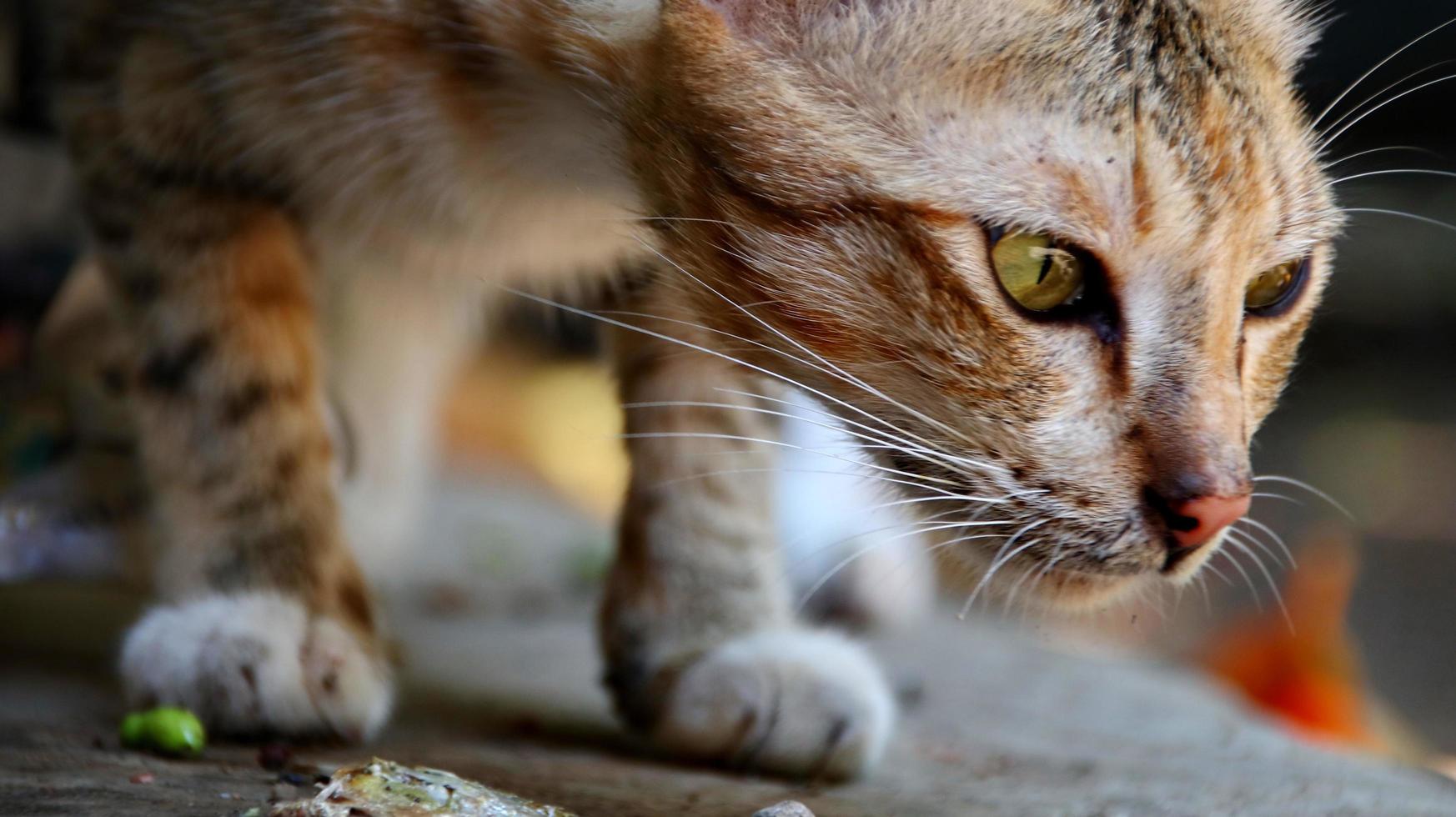 herrelösa katter som äter på gatan. en grupp hemlösa och hungriga gatukatter som äter mat som ges av frivilliga. mata en grupp vilda herrelösa katter, djurskydd och adoptionskoncept foto