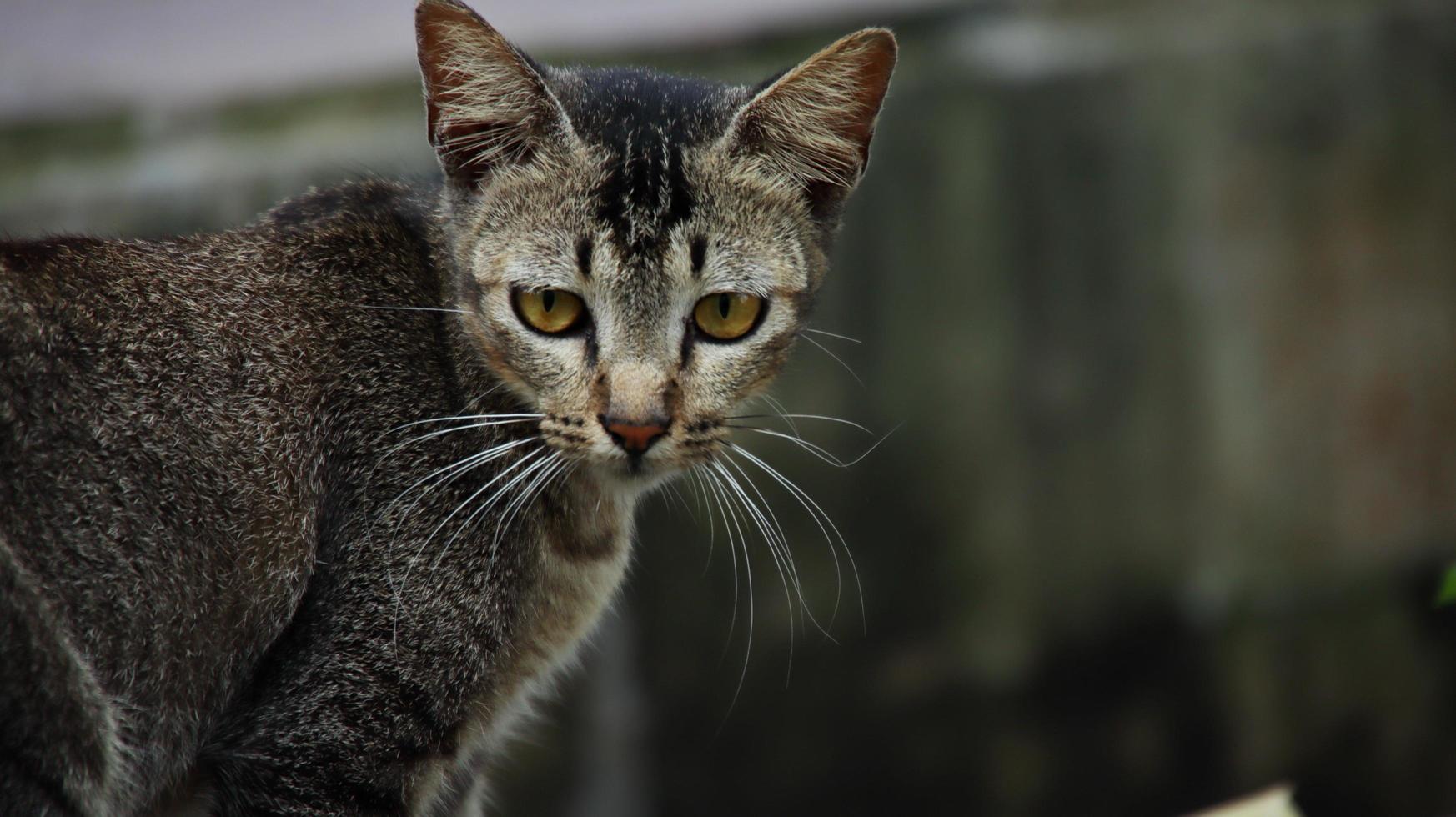 herrelösa katter som äter på gatan. en grupp hemlösa och hungriga gatukatter som äter mat som ges av frivilliga. mata en grupp vilda herrelösa katter, djurskydd och adoptionskoncept foto