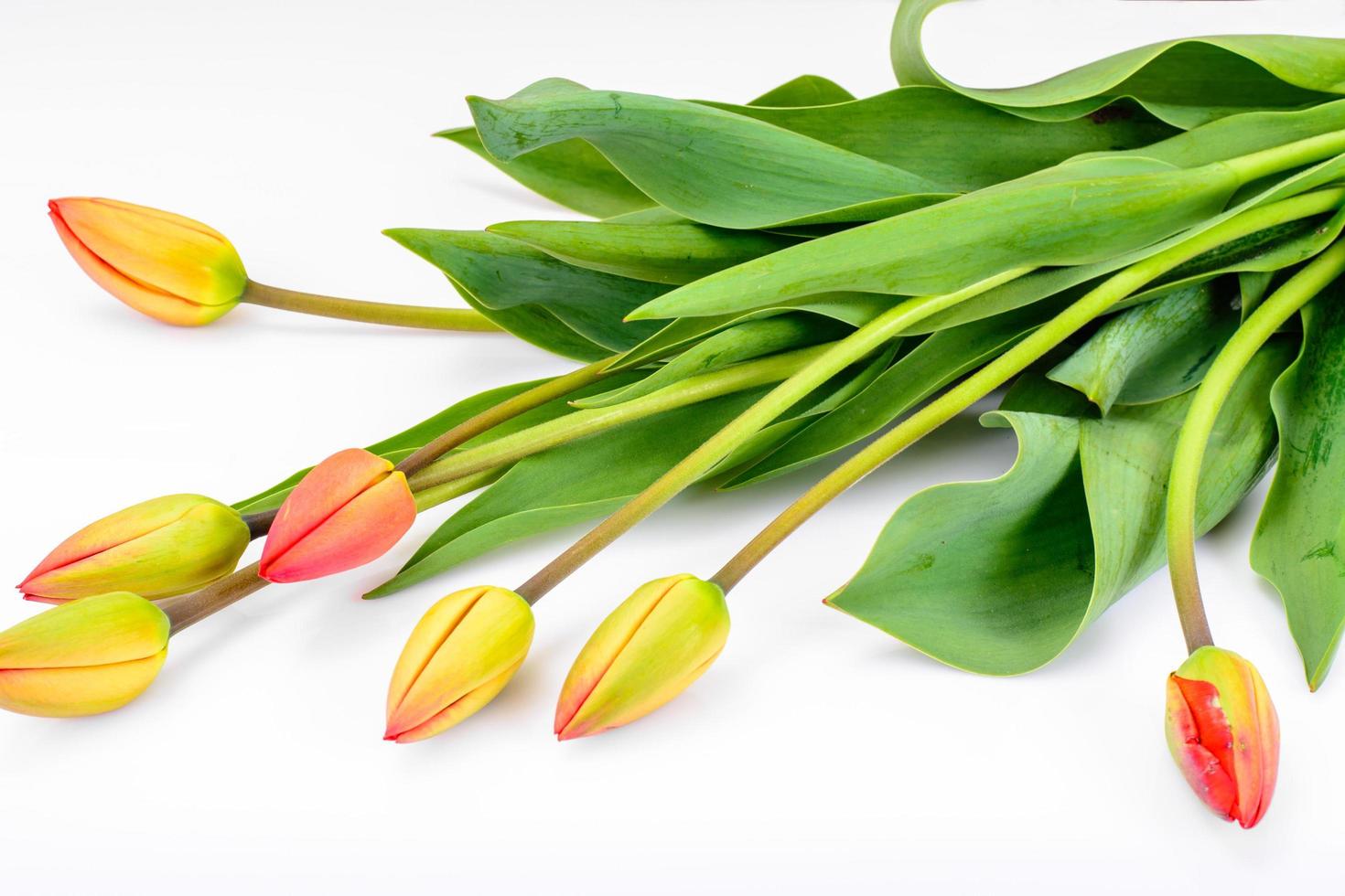 vackra vårblommor tulpaner på vit bakgrund foto