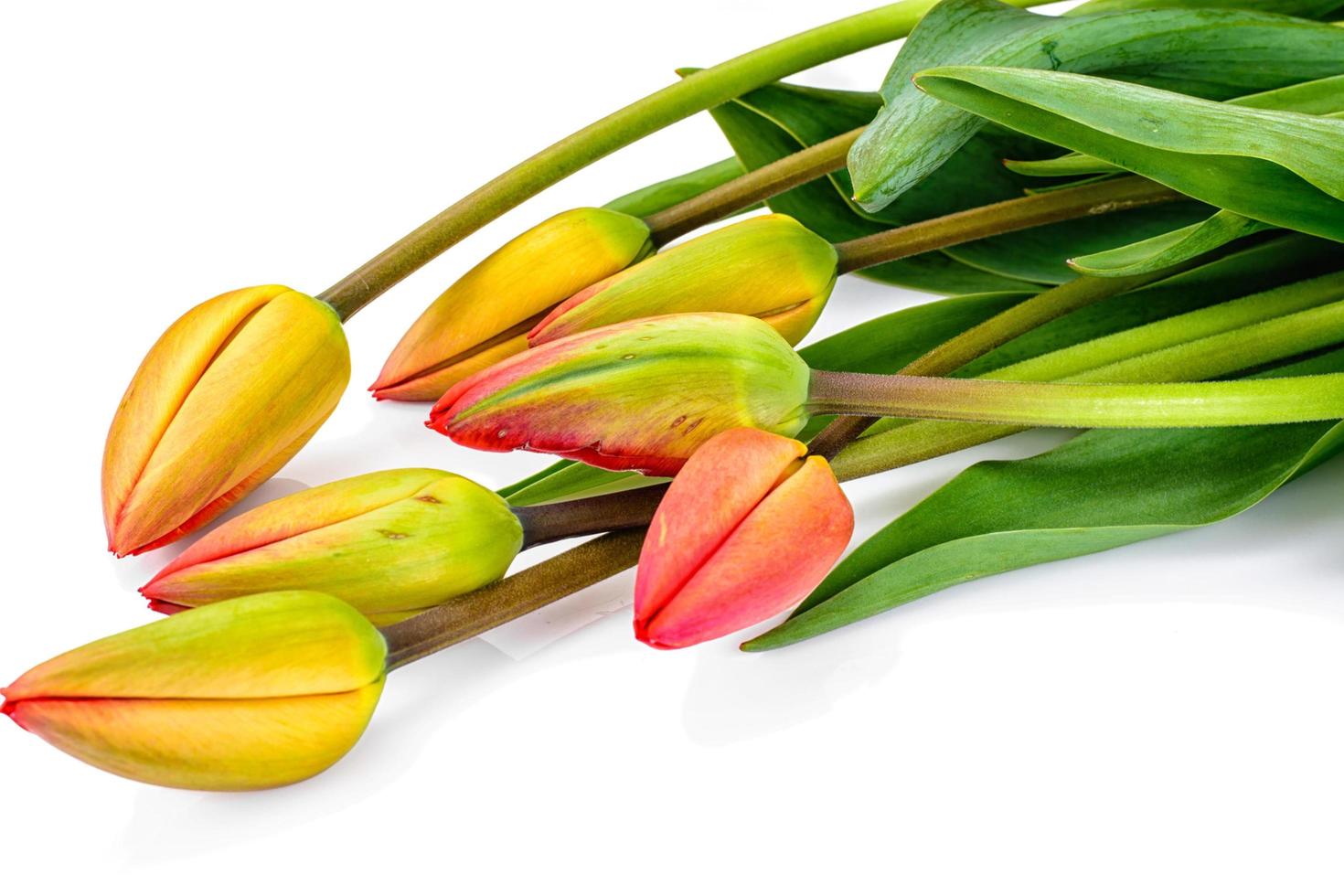 vackra vårblommor tulpaner på vit bakgrund foto