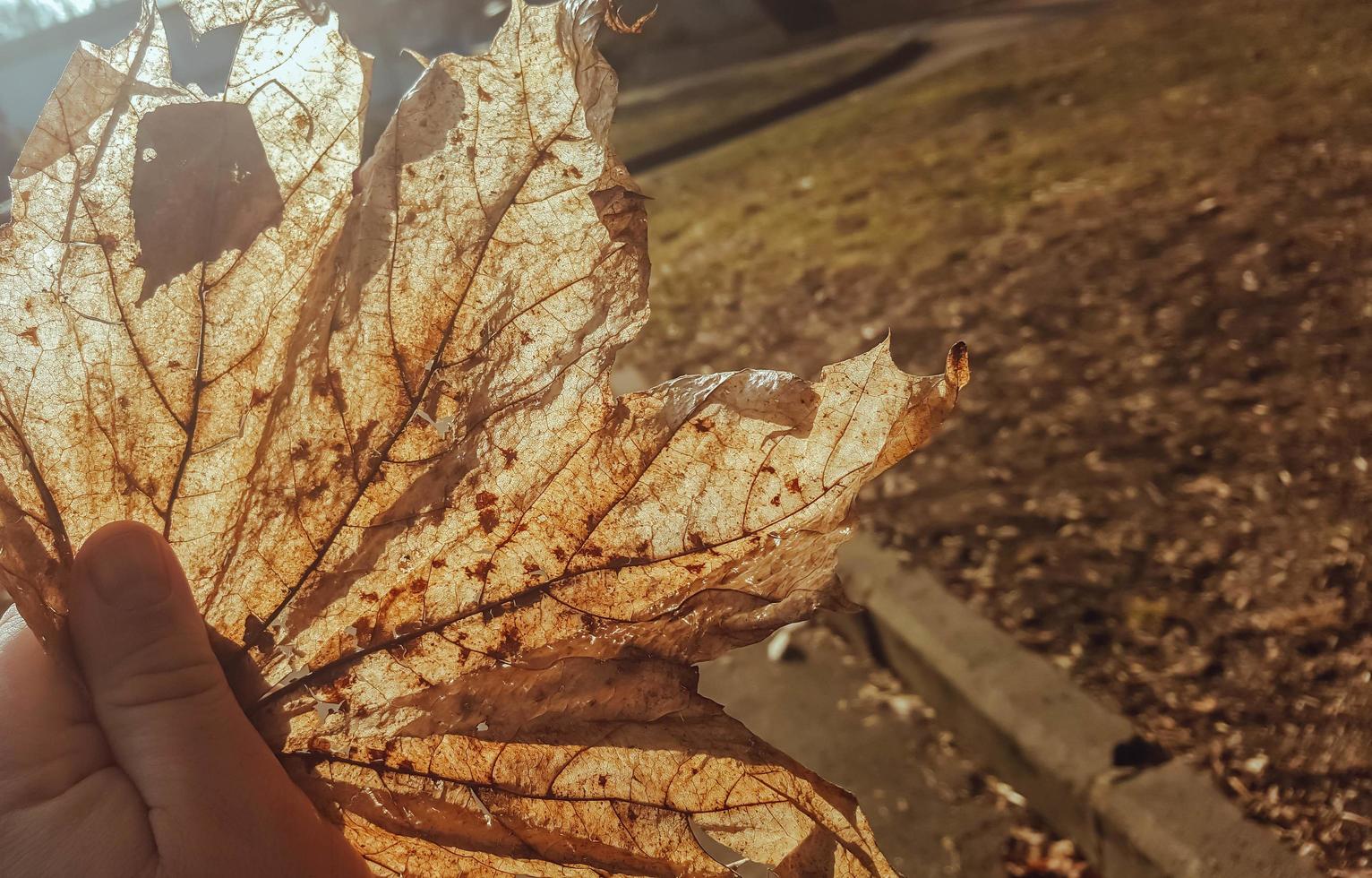 förfallet höstlöv i mans hand foto