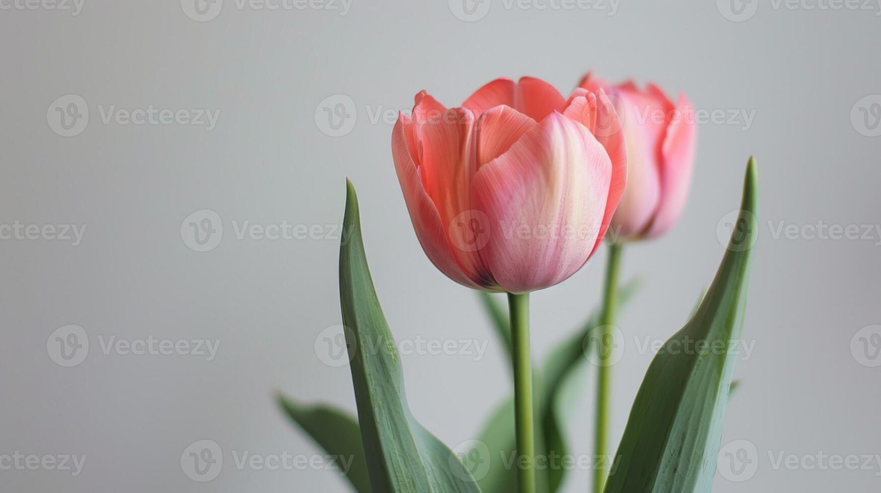 närbild av en rosa tulpan blomma i full blomma med mjuk fokuserade vår bakgrund foto