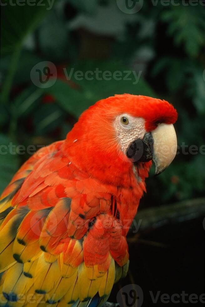 ara eller scharlakansrött ara, costa rica. foto