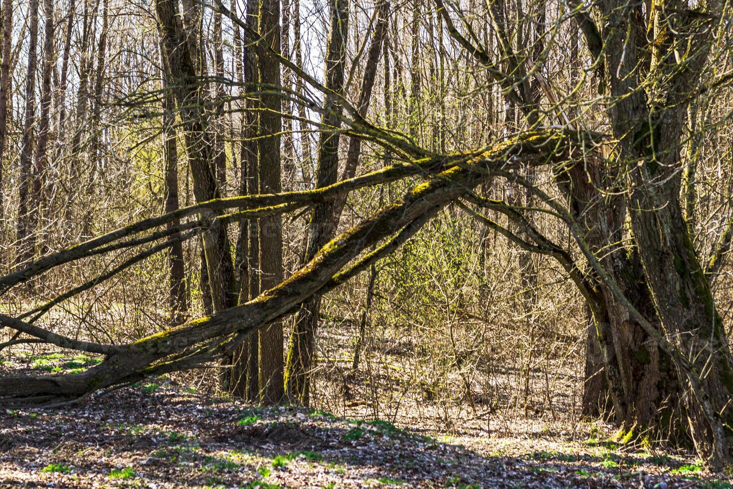 landskap skott av de skog. natur foto