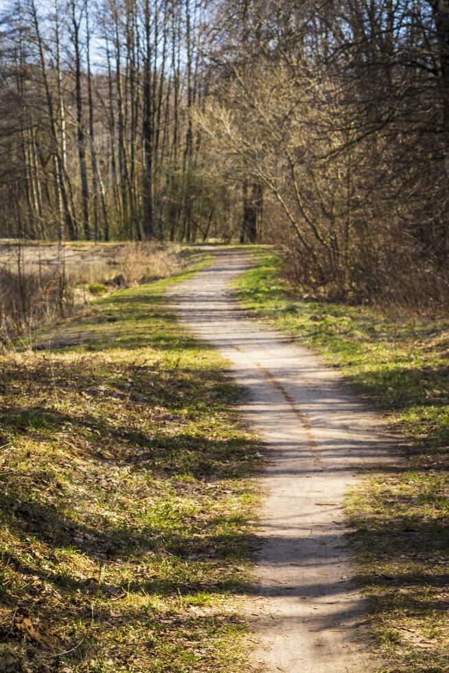 landskap skott av de skog. natur foto