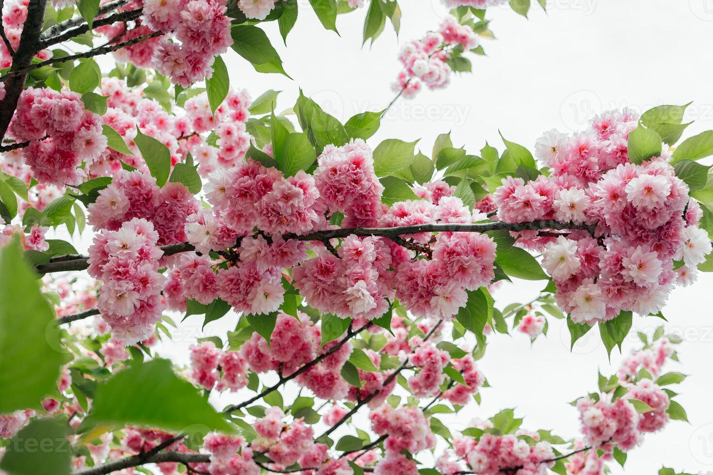 selektiv fokus av skön grenar av rosa körsbär blommar på de träd. skön sakura blommor under vår säsong i de parkera, flora mönster textur, natur blommig bakgrund foto
