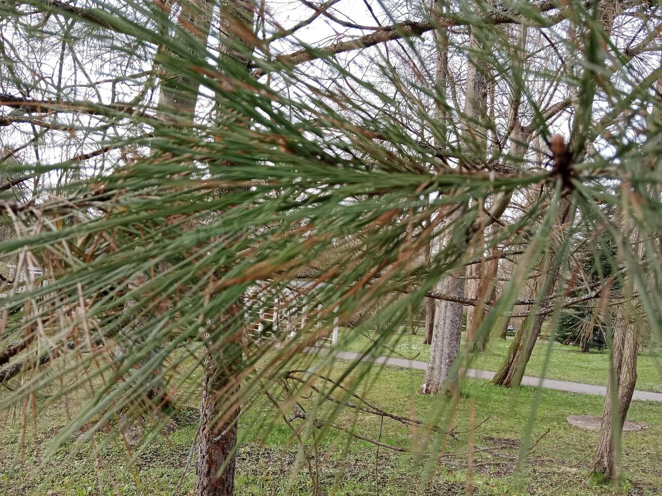 vår färger föra vidare en vibrerande palett av pastell nyanser, blomstrande blommor, och färsk grönska, signal- de uppvaknande av natur efter de vinter- slummer foto