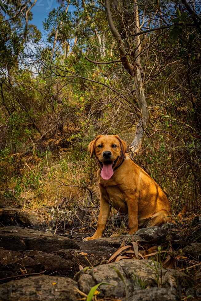 hund följeslagare i natur foto