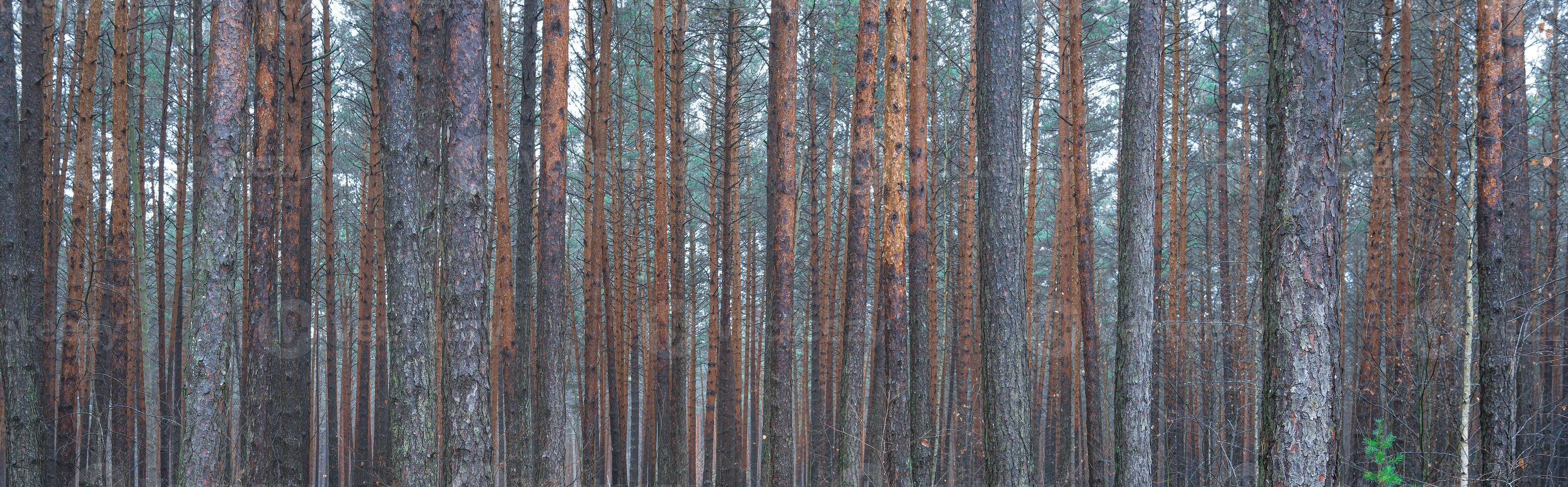 panorama av tall höst dimmig skog. rader av tall trunkar höljd i dimma på en molnig dag. foto