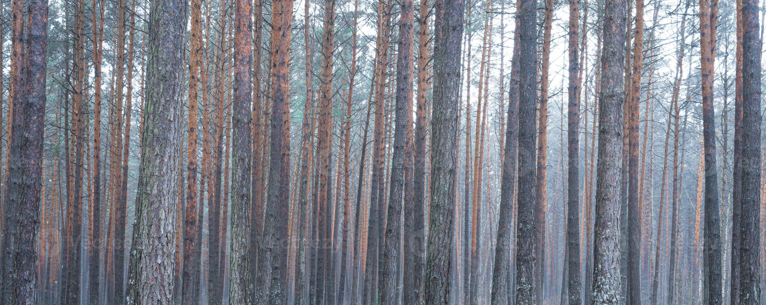 panorama av tall höst dimmig skog. rader av tall trunkar höljd i dimma på en molnig dag. foto