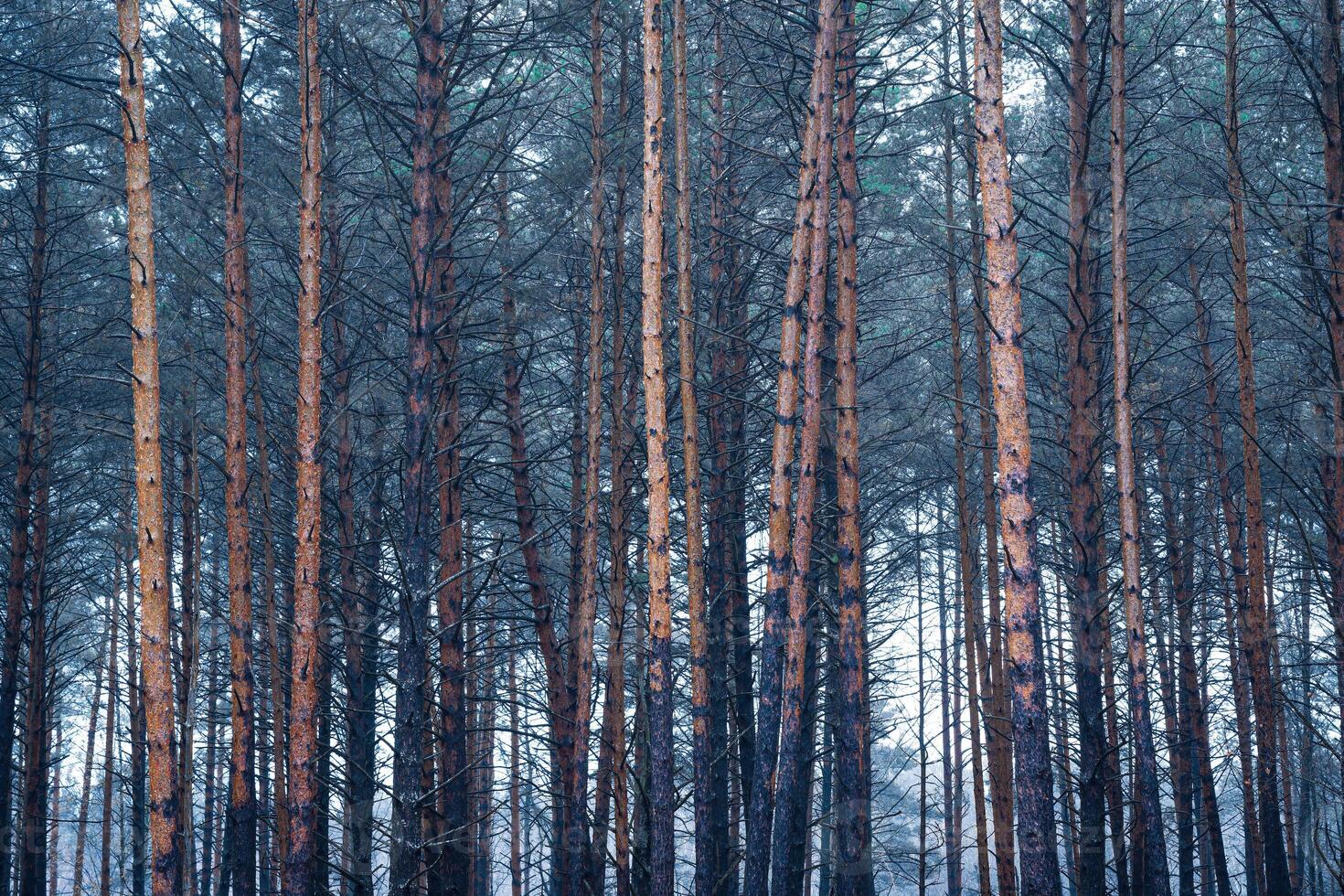 tall höst dimmig skog. rader av tall trunkar höljd i dimma på en molnig dag. foto