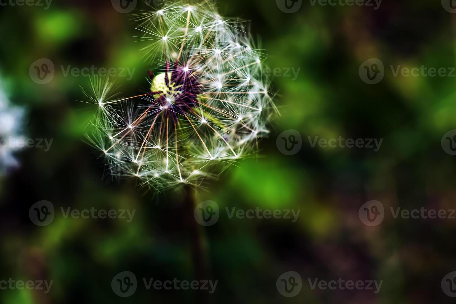 allmänning maskros taraxacum officinale i en äng mot en mörk bakgrund foto