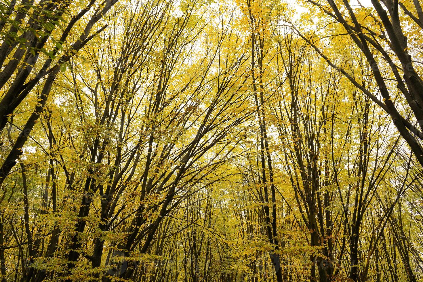 träd med gul löv i de skog i höst. naturlig landskap. natur foto