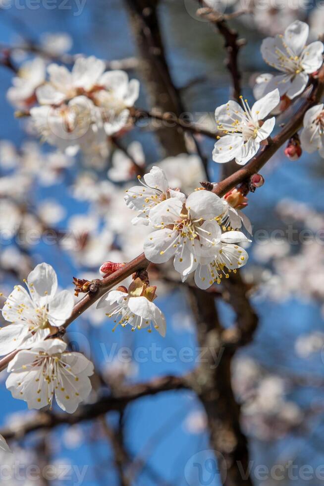 vit blommor av de aprikos träd. vår blommande grenar i de trädgård. foto