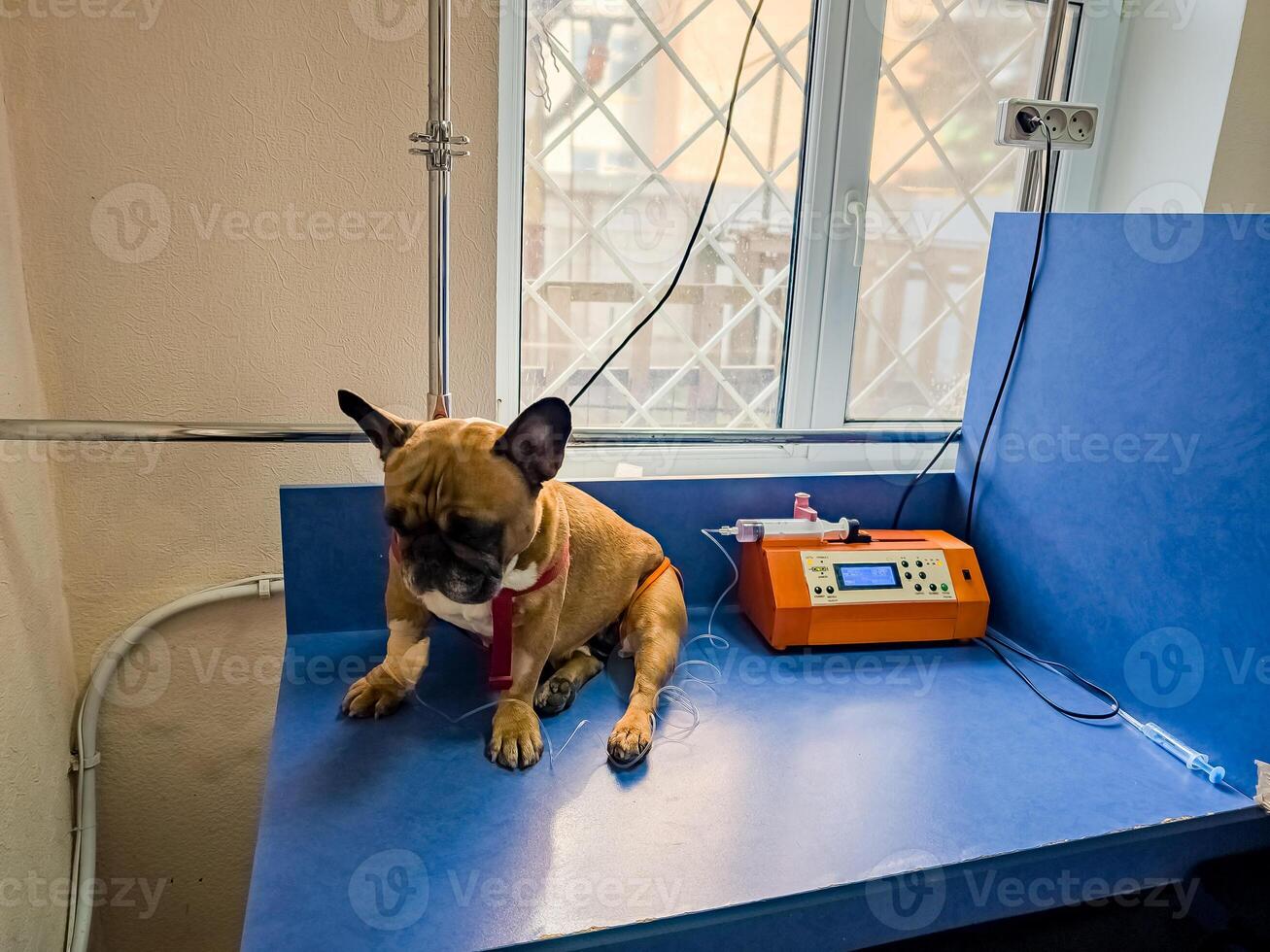 en franska bulldogg är varelse behandlad på en veterinär klinik. iv med kateter i de Tass. foto