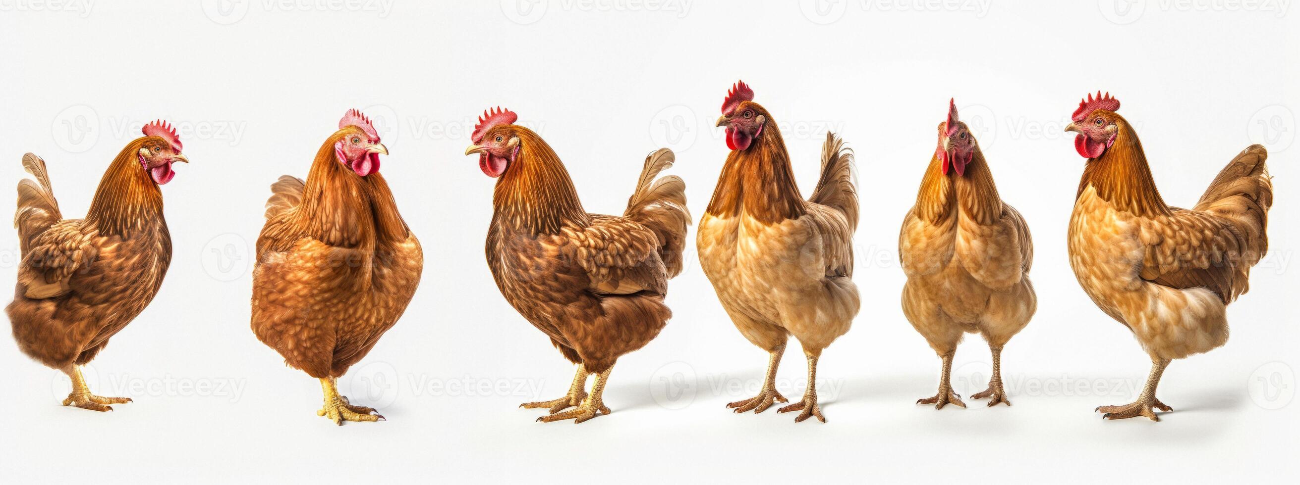 ai genererad kyckling på vit bakgrund generativ ai foto