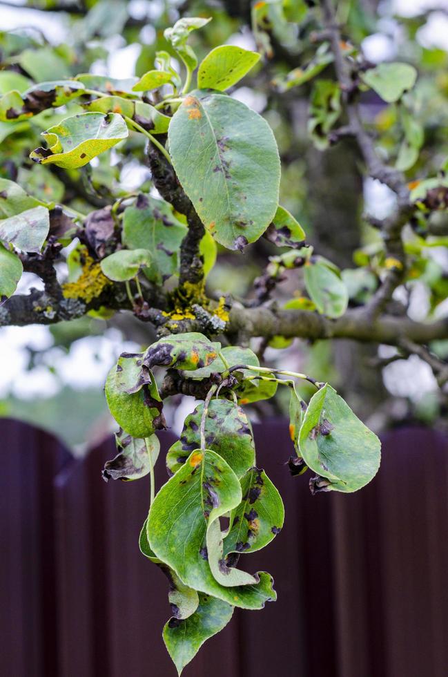 blad av fruktträd som drabbats av svampsjukdomar foto