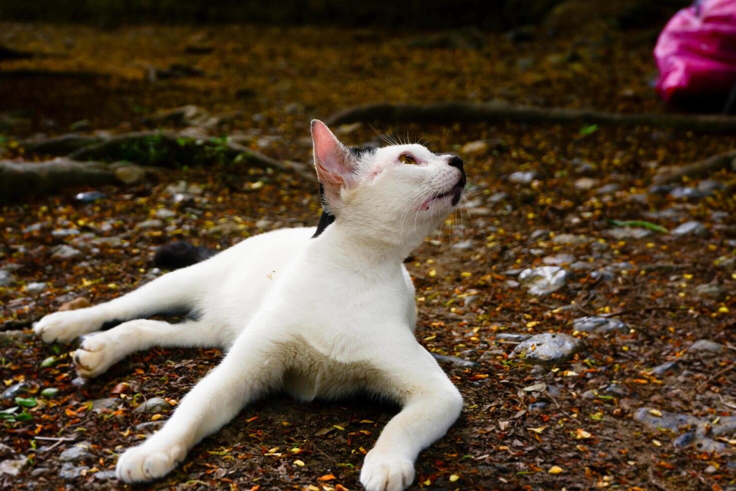 fotografi av en vit inhemsk katt avkopplande på de jord foto