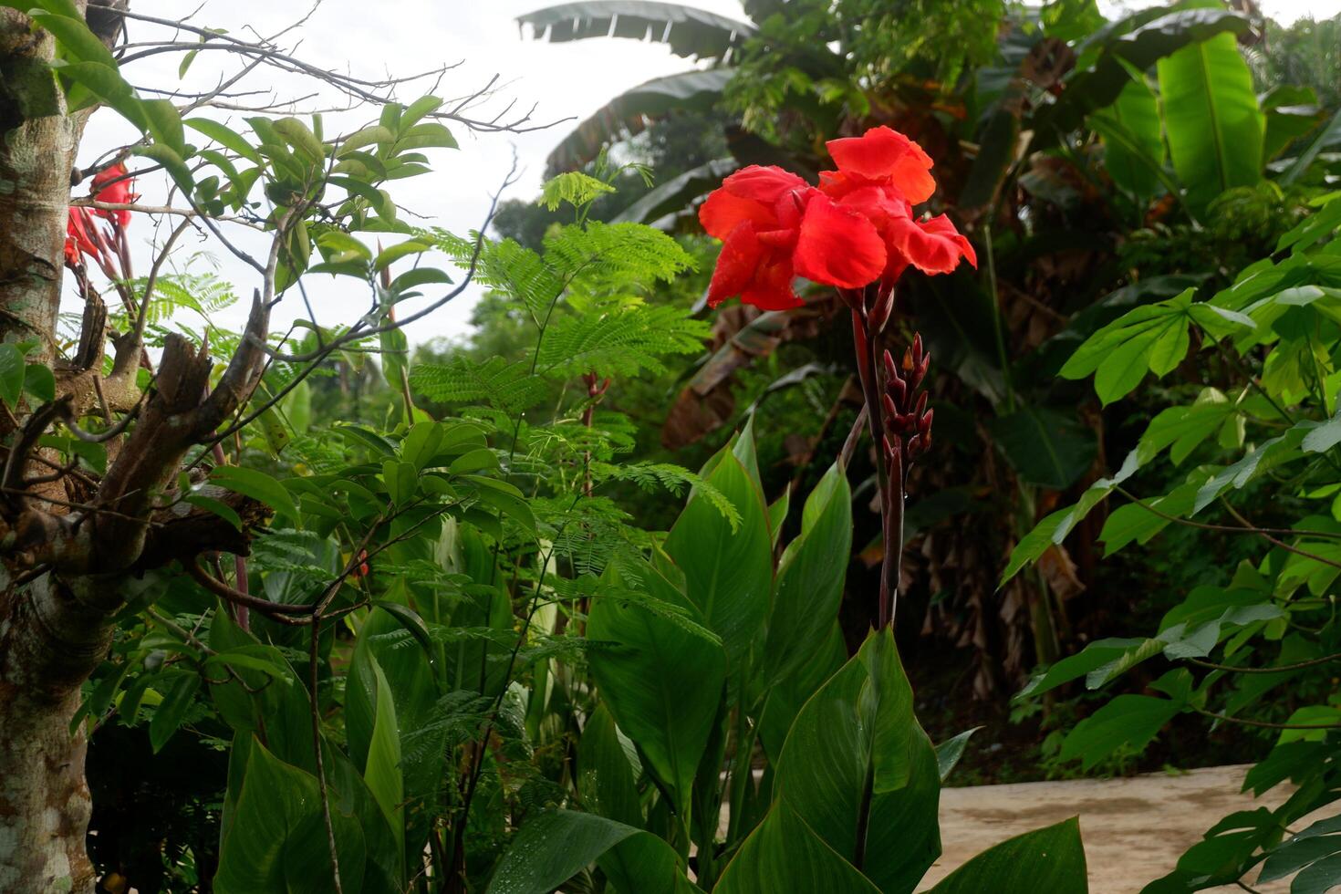 fotografi av de tasbih blomma växt eller som har de latin namn canna indica foto