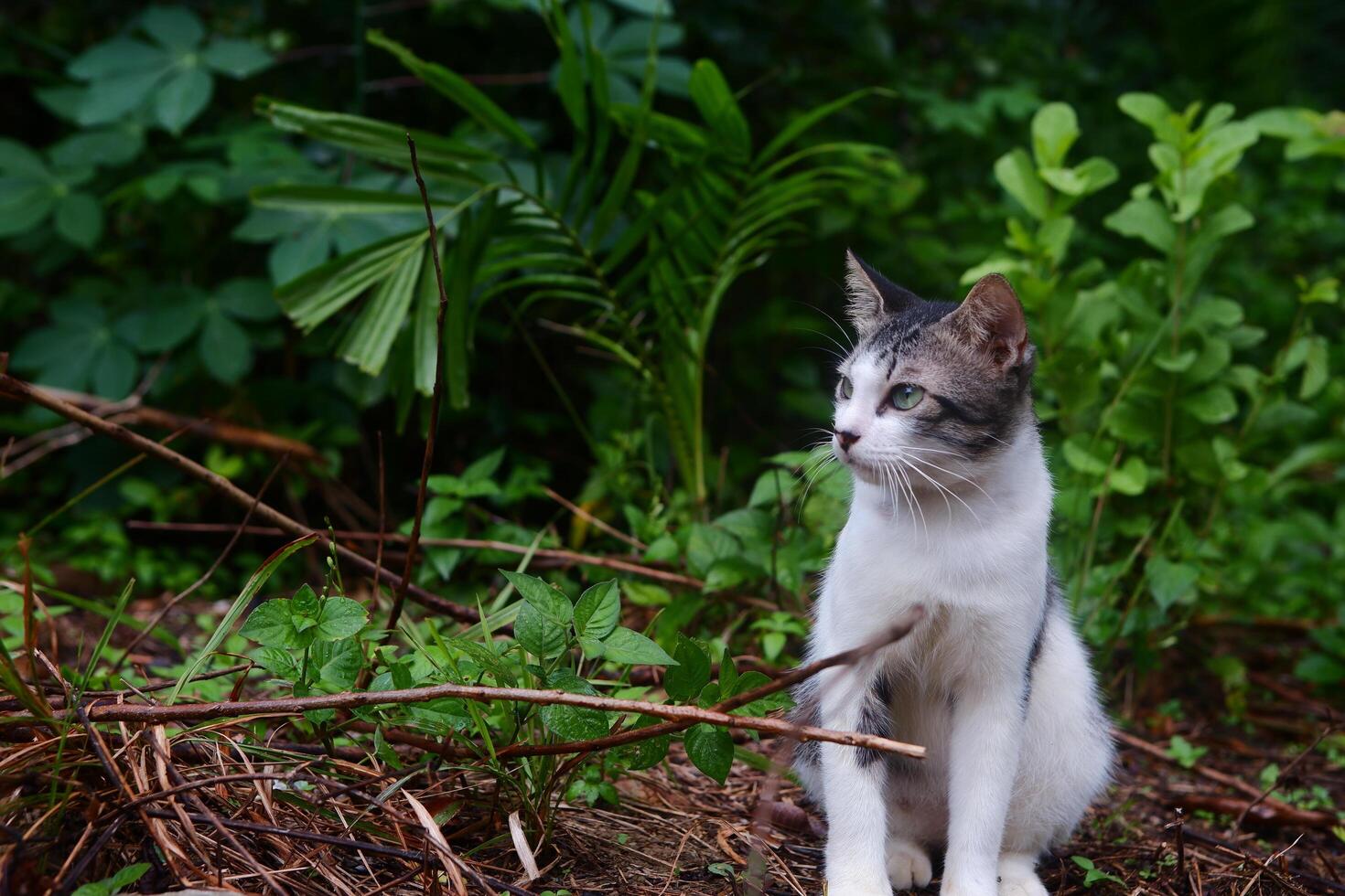 fotografi porträtt av en svart och vit Tonårs katt med ett utomhus- bakgrund foto