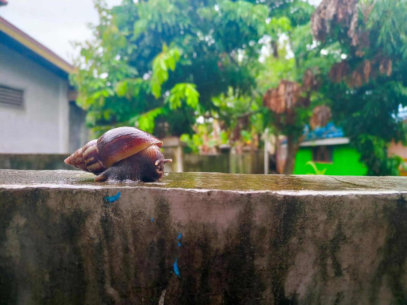 fotografi av en snigel på en våt vägg med en suddig bakgrund foto