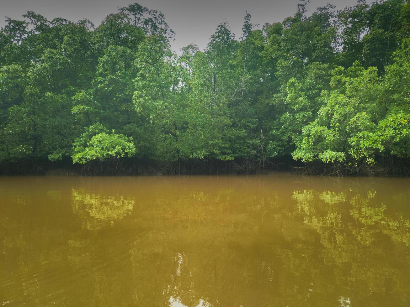 fotografi av mangrove skog med mulen hav vatten foto