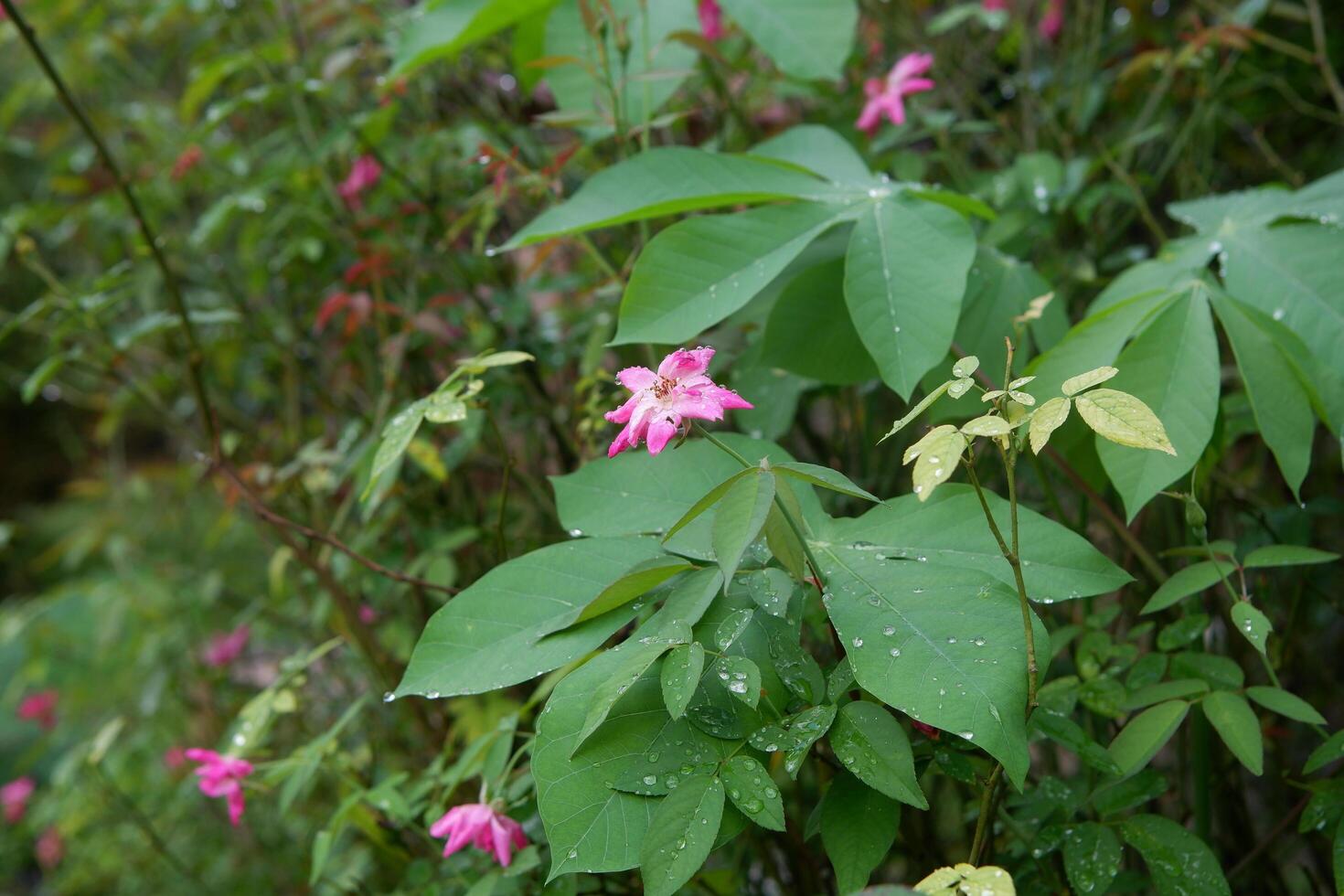 fotografi av skön rosa rosa blötdjur blomma växt i de trädgård foto