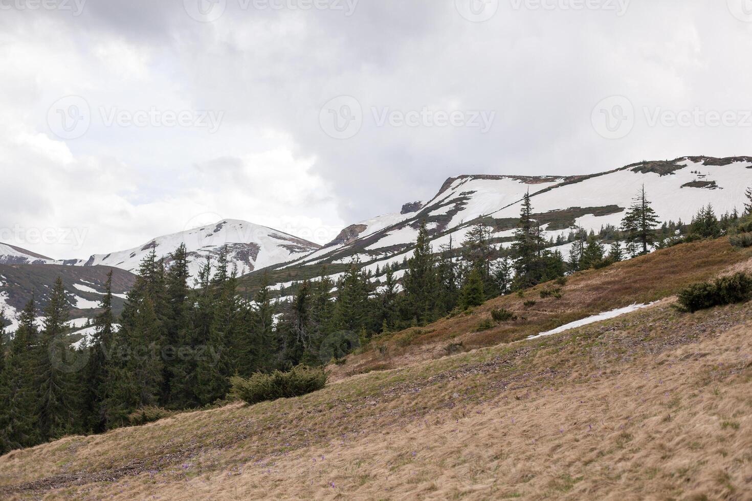 grön gräs med blå himmel och snö berg foto