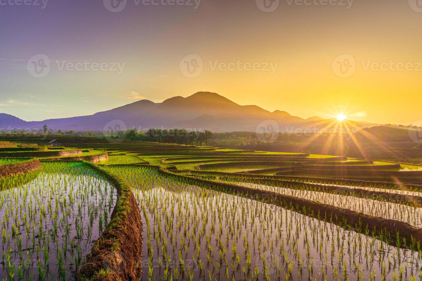 se av indonesien i de morgon, grön ris fält, Sol stigande ljust över de berg foto