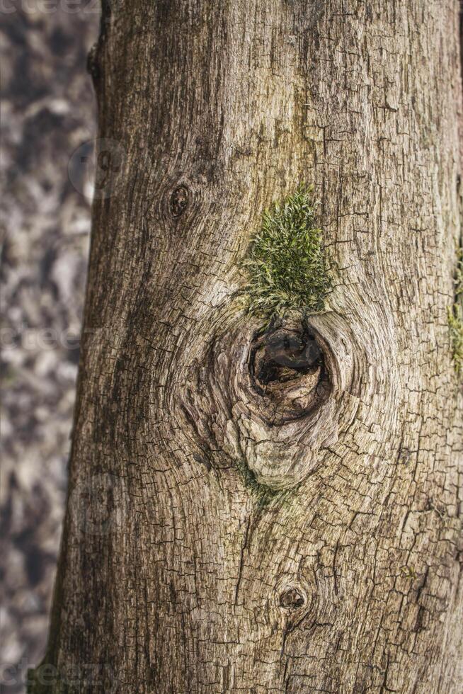 stänga upp av brun träd trunk med mossa växande ut en gren hål med suddig bakgrund foto
