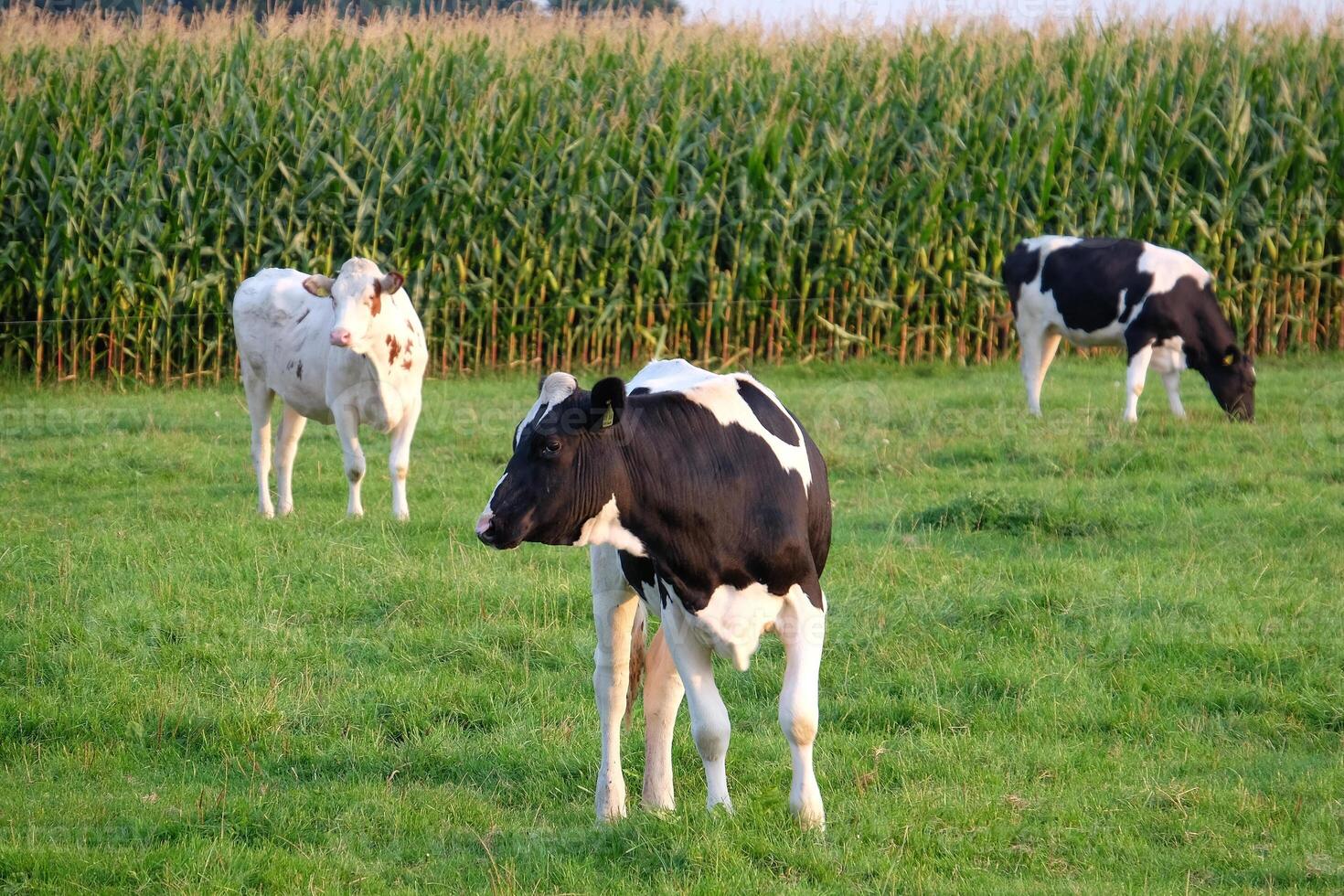 slott och natur i Westfalen foto