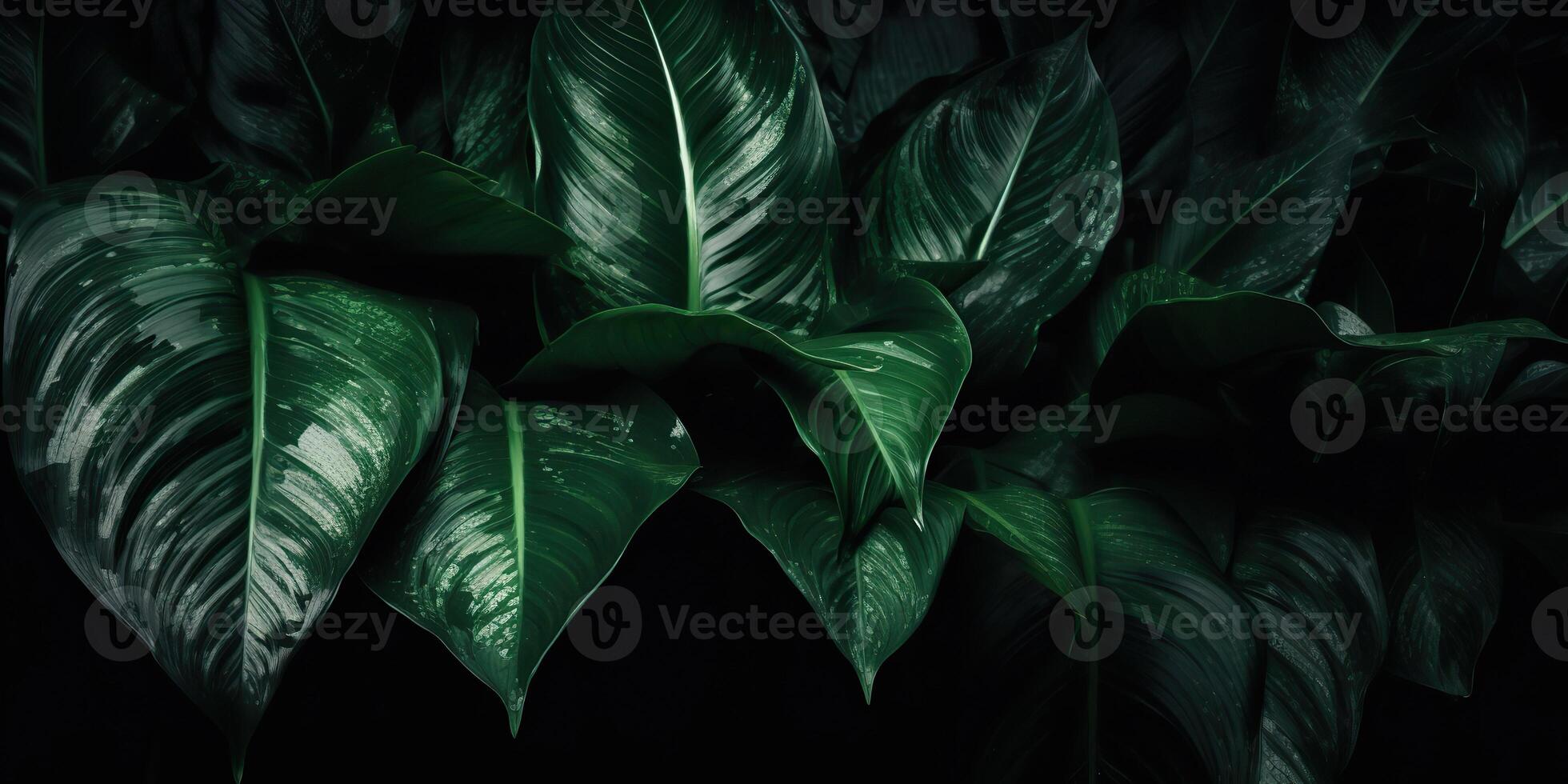 löv av spathiphyllum cannifolium abstrakt grön mörk textur natur bakgrund tropisk blad dekorativ bakgrund scen foto