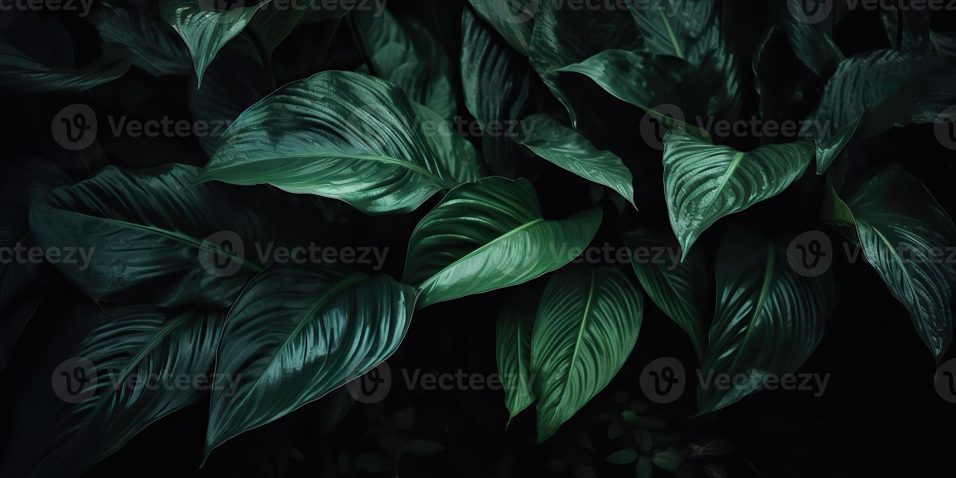 löv av spathiphyllum cannifolium abstrakt grön mörk textur natur bakgrund tropisk blad dekorativ bakgrund scen foto